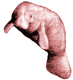 Manaties-04.gif