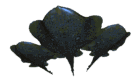 Mantarraya-02.gif