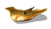 Mantarraya-03.gif