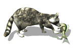 Mapaches-08.gif