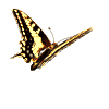 Mariposas-105.gif