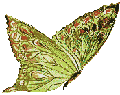 Mariposas-12.gif
