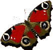 Mariposas-29.gif
