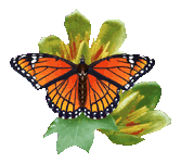 Mariposas-48.gif