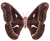 Mariposas-58.gif