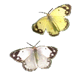 Mariposas-60.gif