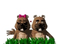 Marmotas-04.gif