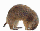 Marmotas-06.gif