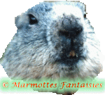 Marmotas-12.gif