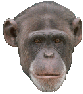 Monos-33.gif