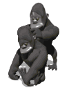 Monos-42.gif