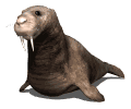 Morsas-13.gif