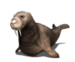 Morsas-17.gif