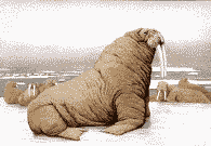 Morsas-18.gif