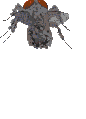 Moscas-04.gif