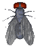 Moscas-05.gif