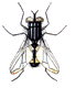 Moscas-17.gif