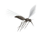 Mosquito-03.gif