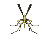 Mosquito-05.gif