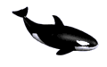 Orca-03.gif