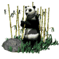 Osos-Pandas-06.gif