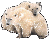 Oso-Polar-14.gif