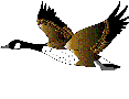 Pato-04.gif