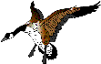 Pato-05.gif