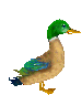 Pato-14.gif