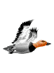 Pato-30.gif