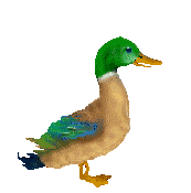 Pato-34.gif