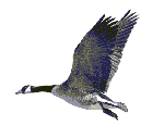 Pato-37.gif
