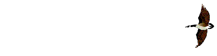 Pato-40.gif