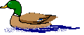 Pato-46.gif
