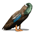 Pato-47.gif