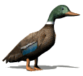 Pato-48.gif