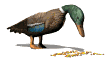 Pato-49.gif