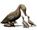 Pato-50.gif