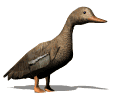 Pato-51.gif