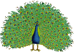 Pavos-Real-01.gif