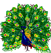 Pavos-Real-03.gif