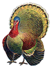 Pavos-Real-06.gif