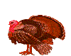Pavo-05.gif
