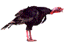 Pavo-13.gif