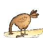 Pavo-14.gif
