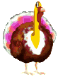 Pavo-16.gif