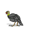 Pavo-18.gif