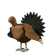 Pavo-22.gif