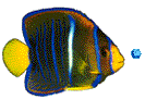 Pez-tropical-02.gif