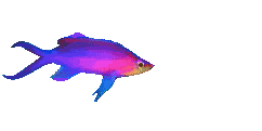 Pez-tropical-05.gif